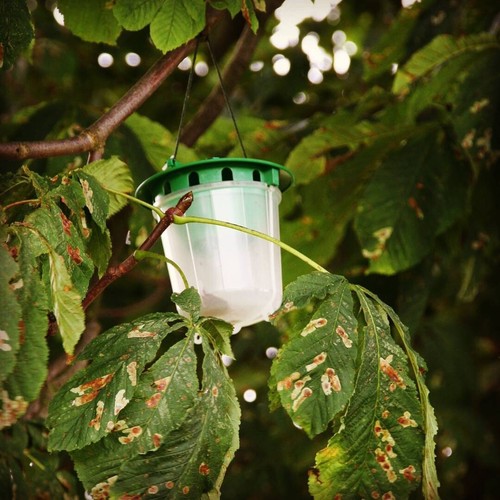 Horse chestnut leaf miner - leaf, moth