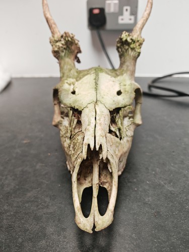 Fallow pricket skull - fallow, deer