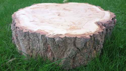 Tree log slice - , centerpiece