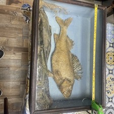 Taxidermy Perch