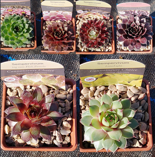 Sempervivum houseleek - sempervivum, 'houseleek'