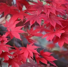 Red Japanese Maple Cuttings X3, 3 NODES, 6 INCH PENCIL DIAMETER