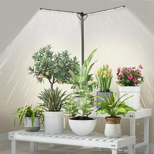 Bodkar plant grow - grow, for