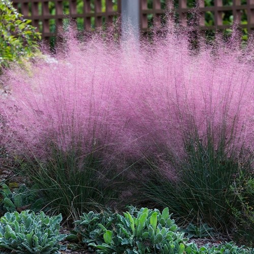 Pink muhly grass - pink,