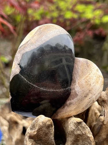 Petrified fossilised wood - petrified,