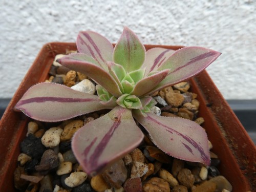 Aeonium lavranossii newtonii - aeonium, lavranossii-newtonii