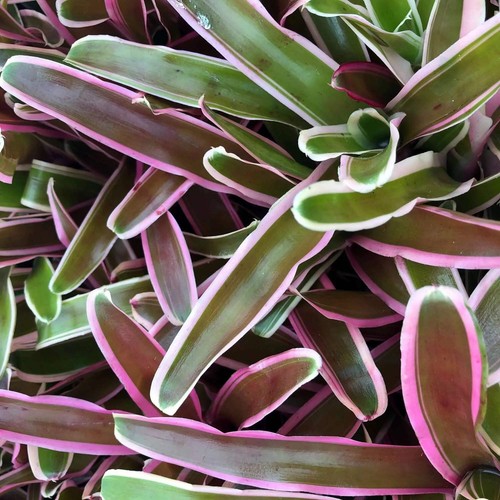 Bromeliad nidularium - bromeliad, (nidularium