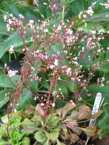 Saxifraga london pride hardy - saxifraga,