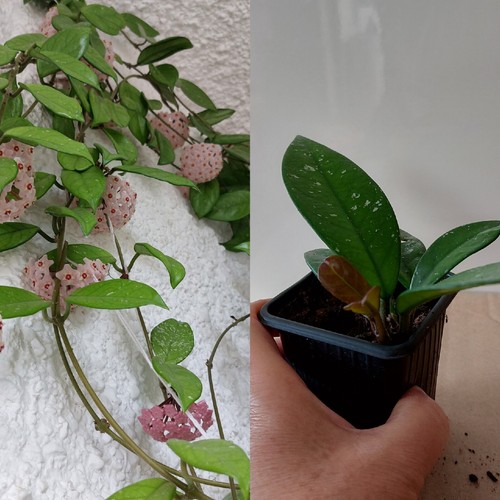 Hoya carnosa rooted - –,