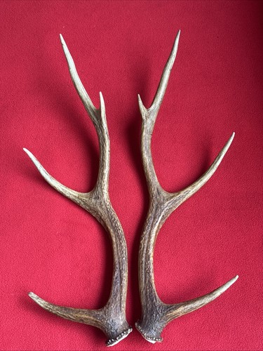 Pair sika deer antlers - of,
