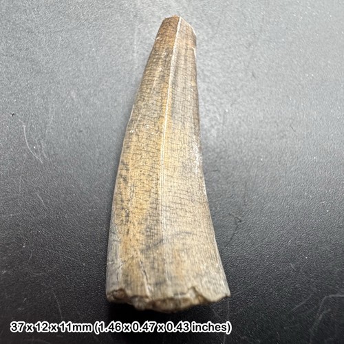 Sarcosuchus super croc - sarcosuchus, 'super