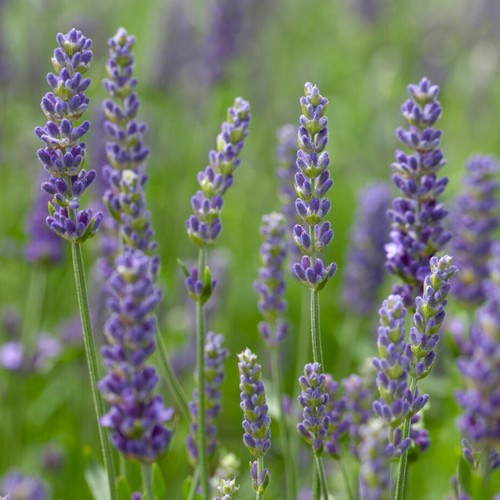 Lavender blue spear - spear, fully