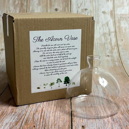 Boxed acorn vase - boxed, seed