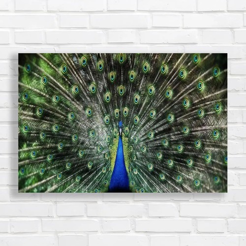 Majestic peacock with nature - peacock,