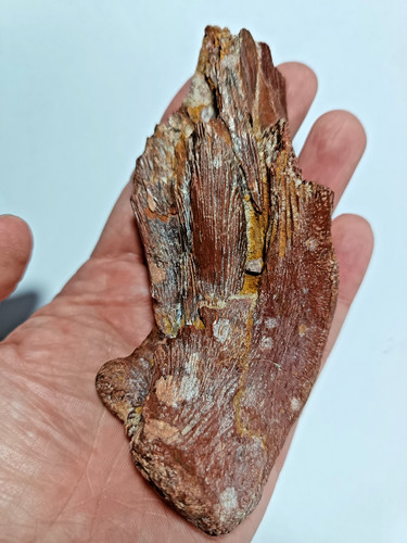 Magnificent rare cretaceous - rare,