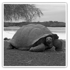 2 x Square Stickers 10 cm -