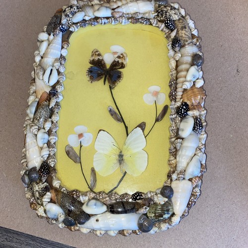 Vtg butterfly taxidermy - vtg, sea