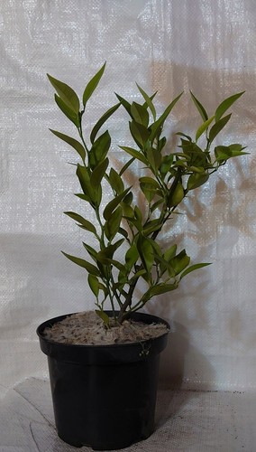 Orange citrus sinensis sweet - orange,,