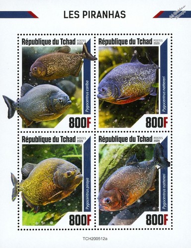 Piranhas piranha fish fishes - piranha, fish/fishes