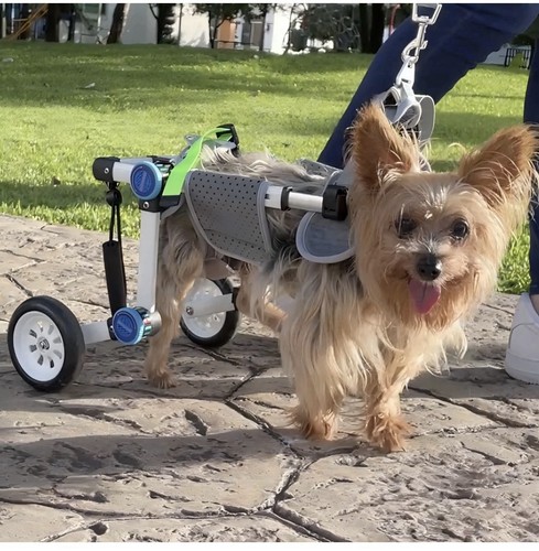 Letpetrun adjustable dog - letpetrun,