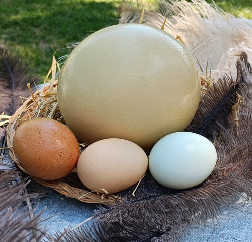 Fresh ostrich egg - fresh, for