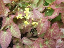 EPIMEDIUM x perralchicum