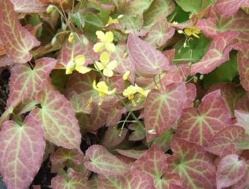 Epimedium perralchicum - epimedium,