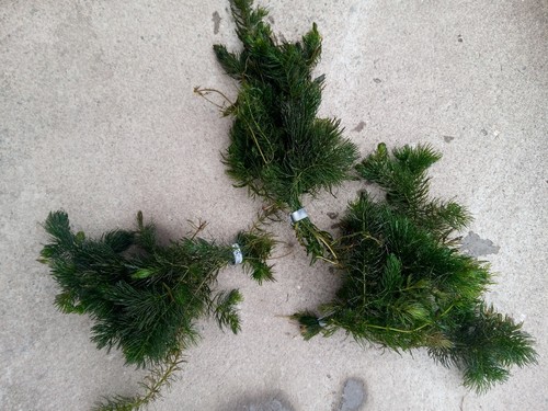 Hornwort pond aquarium - pond, &