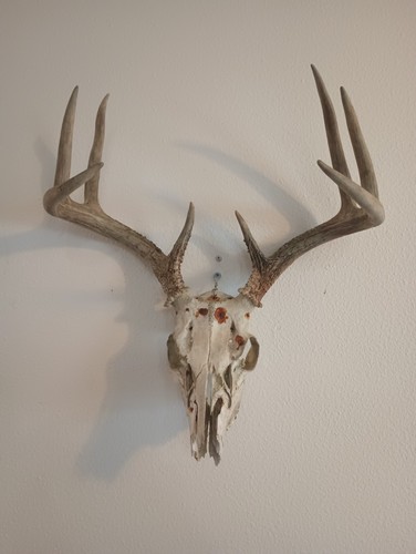 Point whitetail deer antler - 8,
