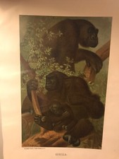 Antq 1898 GORILLA Animate Creation-Our Living World, Color Lithograph Vntg
