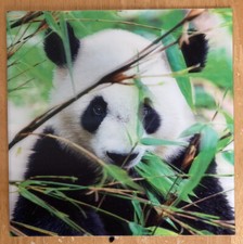'Giant Panda’ 3D Holographic