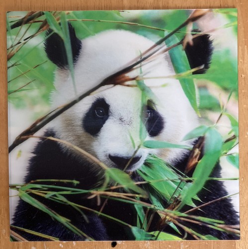 Giant panda 3d - panda’, holographic
