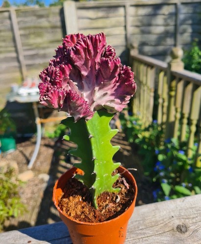 Euphorbia lactea cristata - euphorbia, |