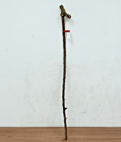 Blackthorn walking stick - 1.1m,