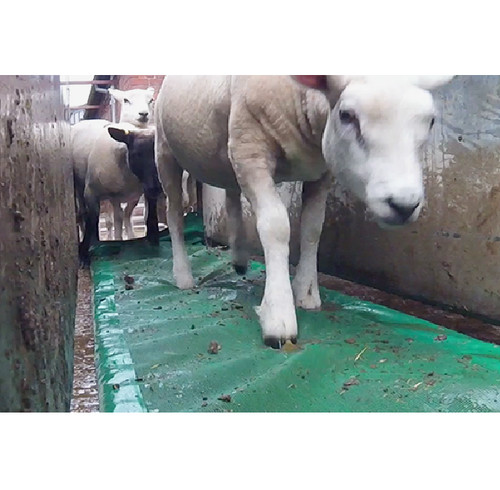 Sheep foam footbath 60l hoof - foam,