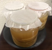 Live Organic Kombucha SCOBY +