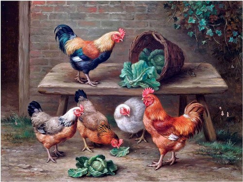 Cabbage thieves rooster - cabbage,