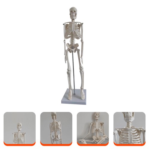 Medical anatomical skeleton - medical,
