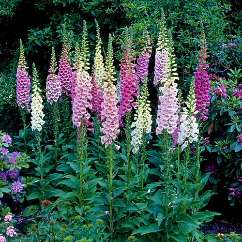Digitalis foxy mix - digitalis, p.