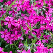 Phlox subulata 'Temiskaming' Pink  flowers- Hardy Evergreen Potted Plant 🪴 