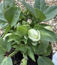 Hellebore niger Mont Blanc