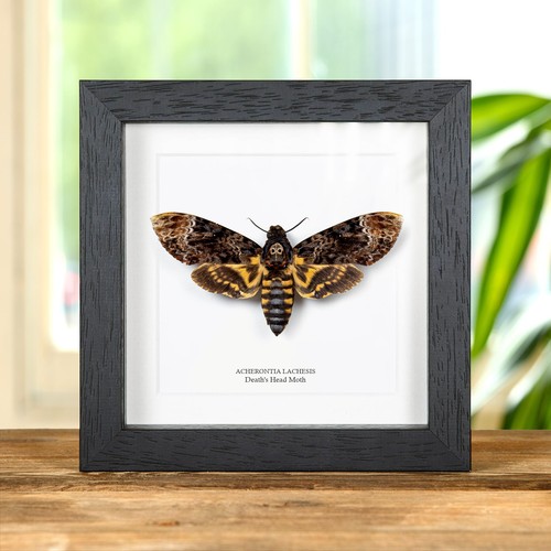 Death head taxidermy - death's, moth