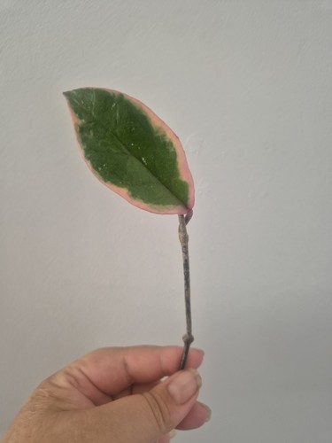 Hoya carnosa flamingo dream - flamingo, |