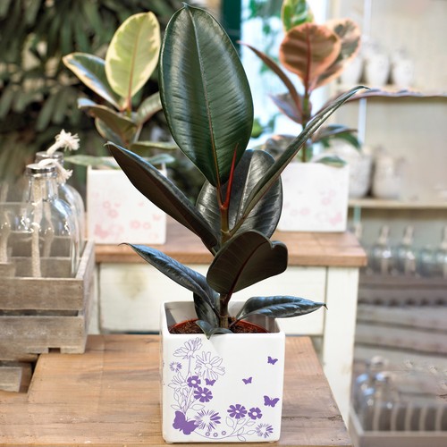 Indoor ficus abidjan - indoor,