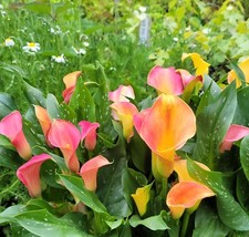 Zantedeschia Morning Sun Calla Lily 9cm Pot Reliably hardy UK zone 9 gardens