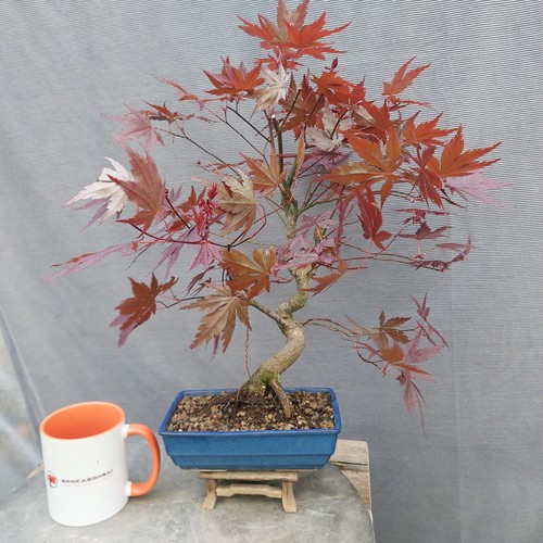 Beautiful japanese maple - beautiful,