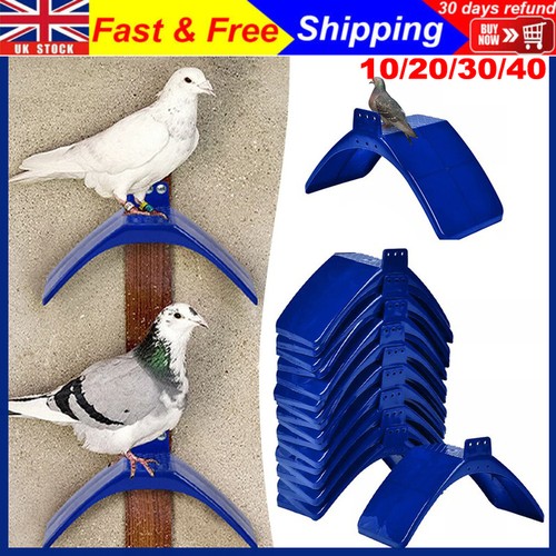Pieces v pigeon - v,