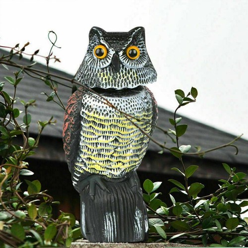 360 rotating real owl - owl, statue