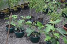 HARDY FIG BROWN TURKEY ,  IT