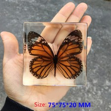 Butterfly In Resin Specimen